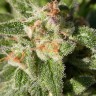 как феминизировать семена конопли Fruity Trips feminised как феминизировать семена конопли Fruity Trips feminised