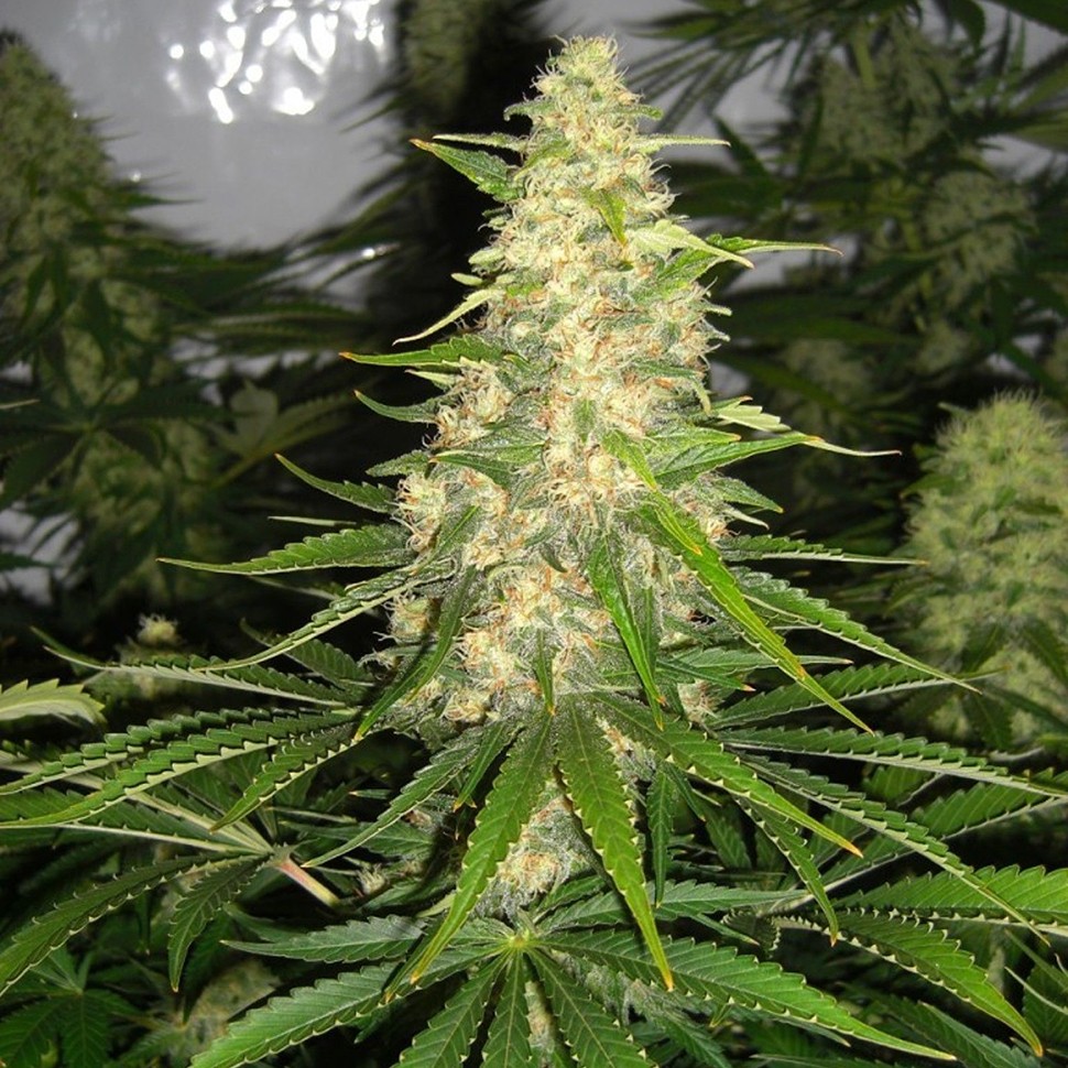 Семена конопли  Auto Baikonur feminised Bang Seeds