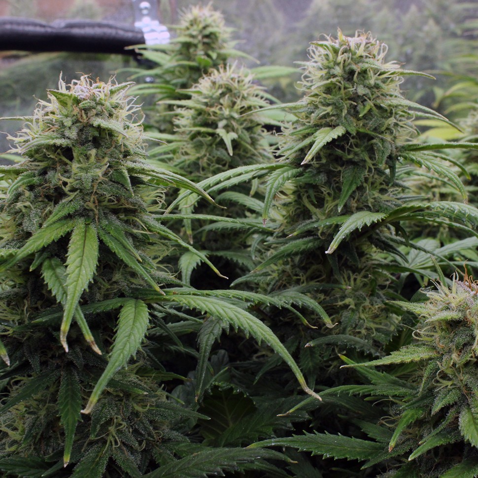 Семена марихуаны  Kenepshep feminised Bang Seeds