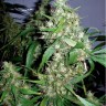 Семена марихуаны  Kenepshep feminised Bang Seeds Семена марихуаны  Kenepshep feminised Bang Seeds