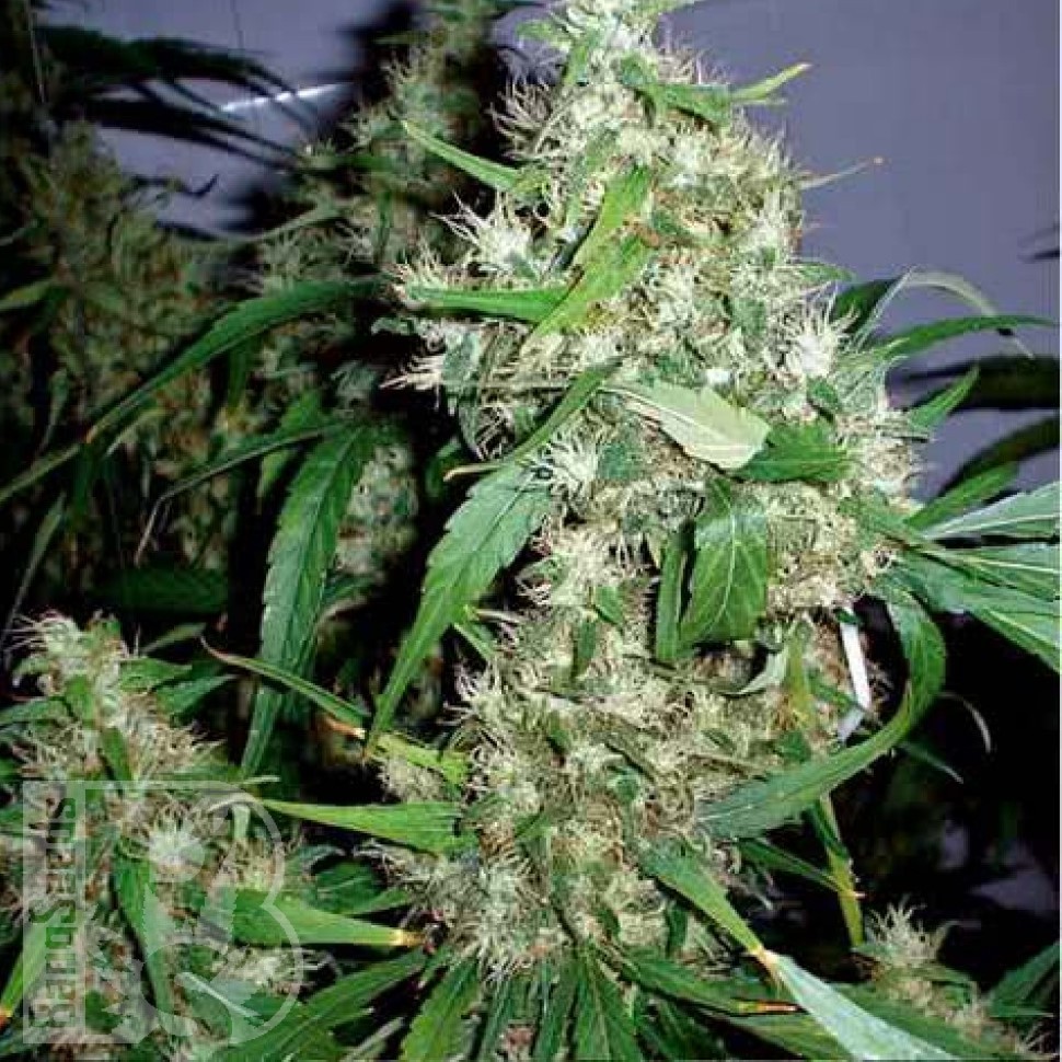 Семена марихуаны  Kenepshep feminised Bang Seeds Семена марихуаны  Kenepshep feminised Bang Seeds