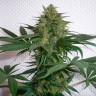 Семена марихуаны в Казахстане Auto Mohan Ram feminised Ganja Seeds Семена марихуаны в Казахстане Auto Mohan Ram feminised Ganja Seeds