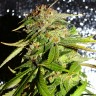 Семена конопли Auto Mohan Ram feminised Ganja Seeds Семена конопли Auto Mohan Ram feminised Ganja Seeds