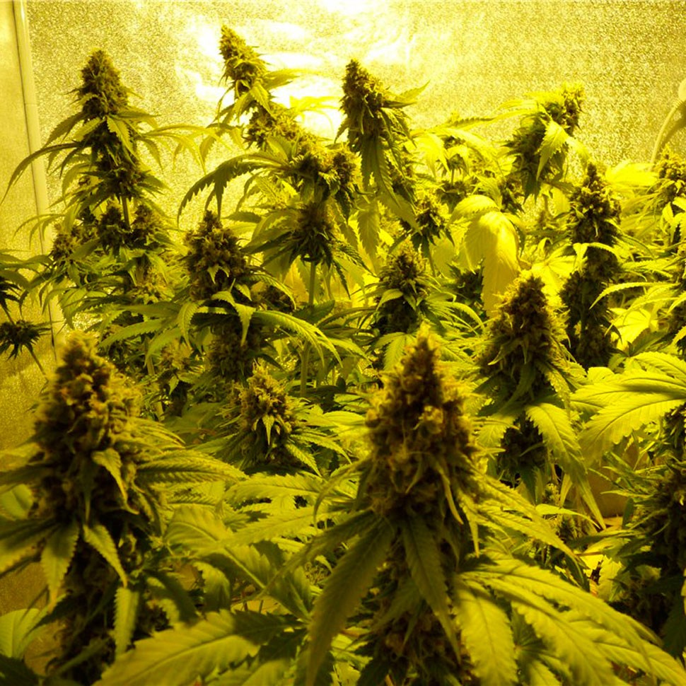 Качественные семена конопли Auto Mohan Ram feminised Ganja Seeds Качественные семена конопли Auto Mohan Ram feminised Ganja Seeds