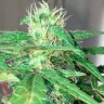 Феминизированные семена конопли Auto Mohan Ram feminised Ganja Seeds Феминизированные семена конопли Auto Mohan Ram feminised Ganja Seeds