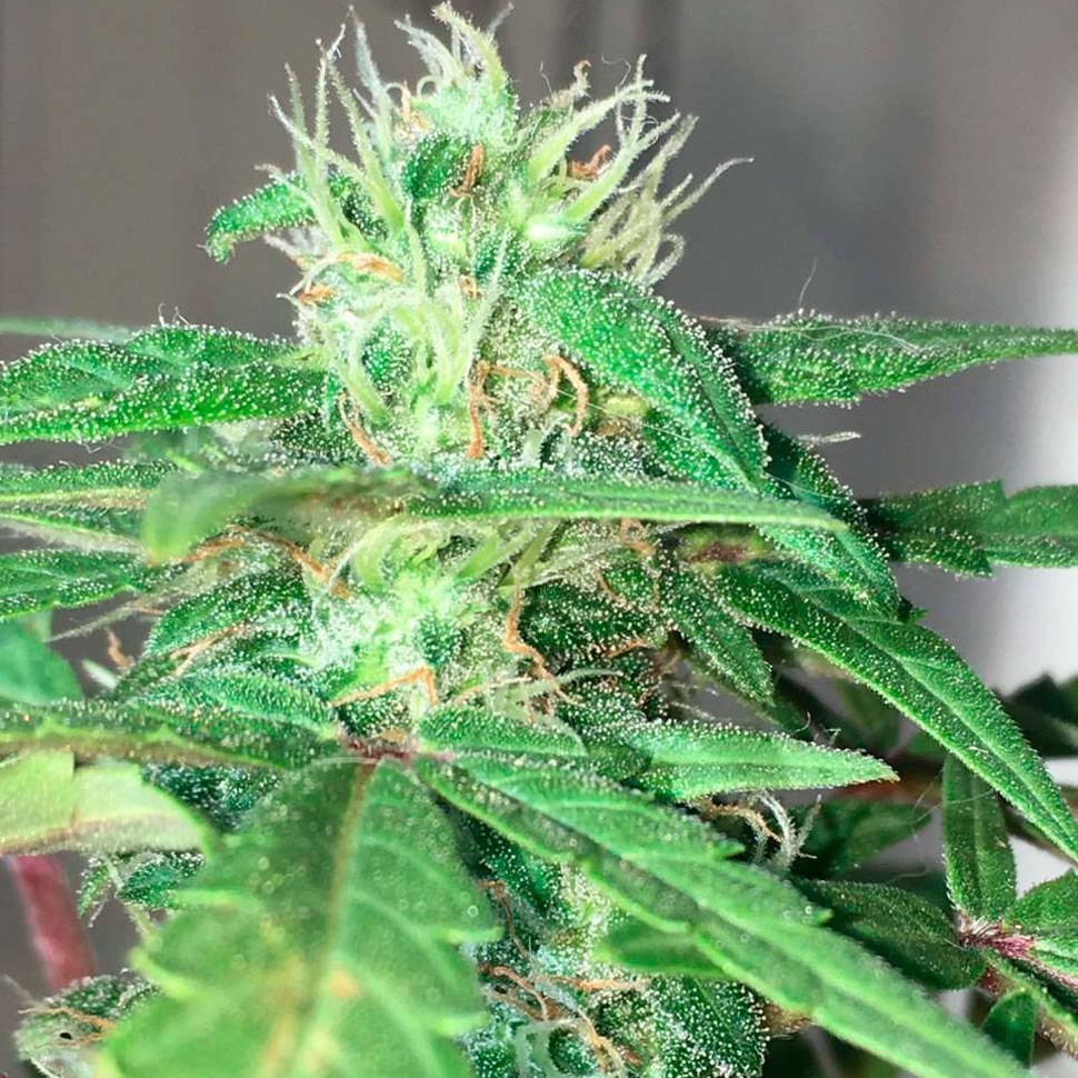 Феминизированные семена конопли Auto Mohan Ram feminised Ganja Seeds Феминизированные семена конопли Auto Mohan Ram feminised Ganja Seeds