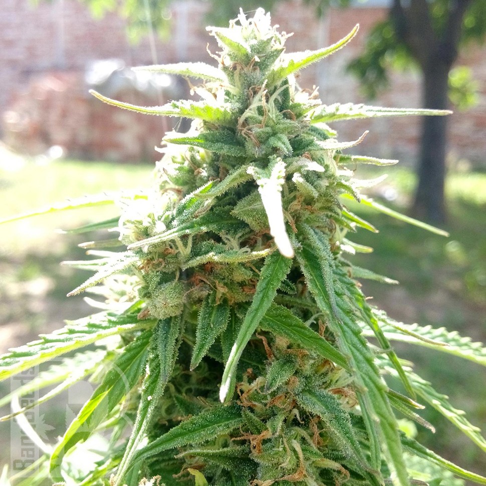Himalaya Gold feminised Ganja Seeds Himalaya Gold feminised Ganja Seeds