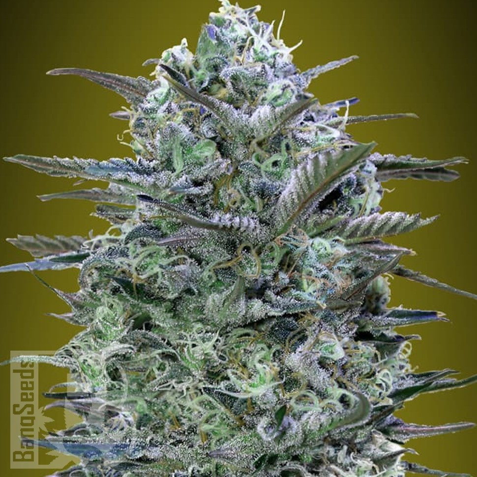 Himalaya Gold feminised Ganja Seeds Himalaya Gold feminised Ganja Seeds