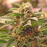 Семена конопли  Grapefruit CBD feminised Ganja Seeds Семена конопли  Grapefruit CBD feminised Ganja Seeds