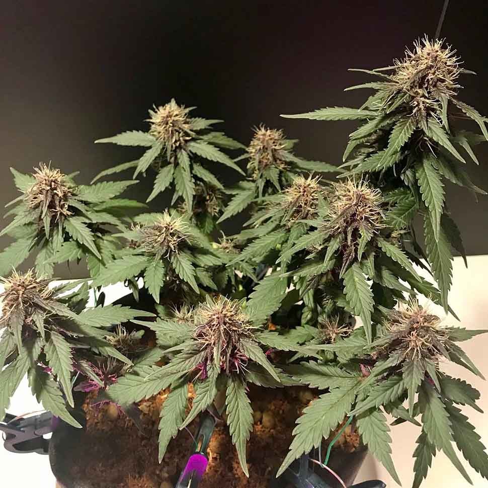 Семена марихуаны  Auto Santa regular Ganja Seeds