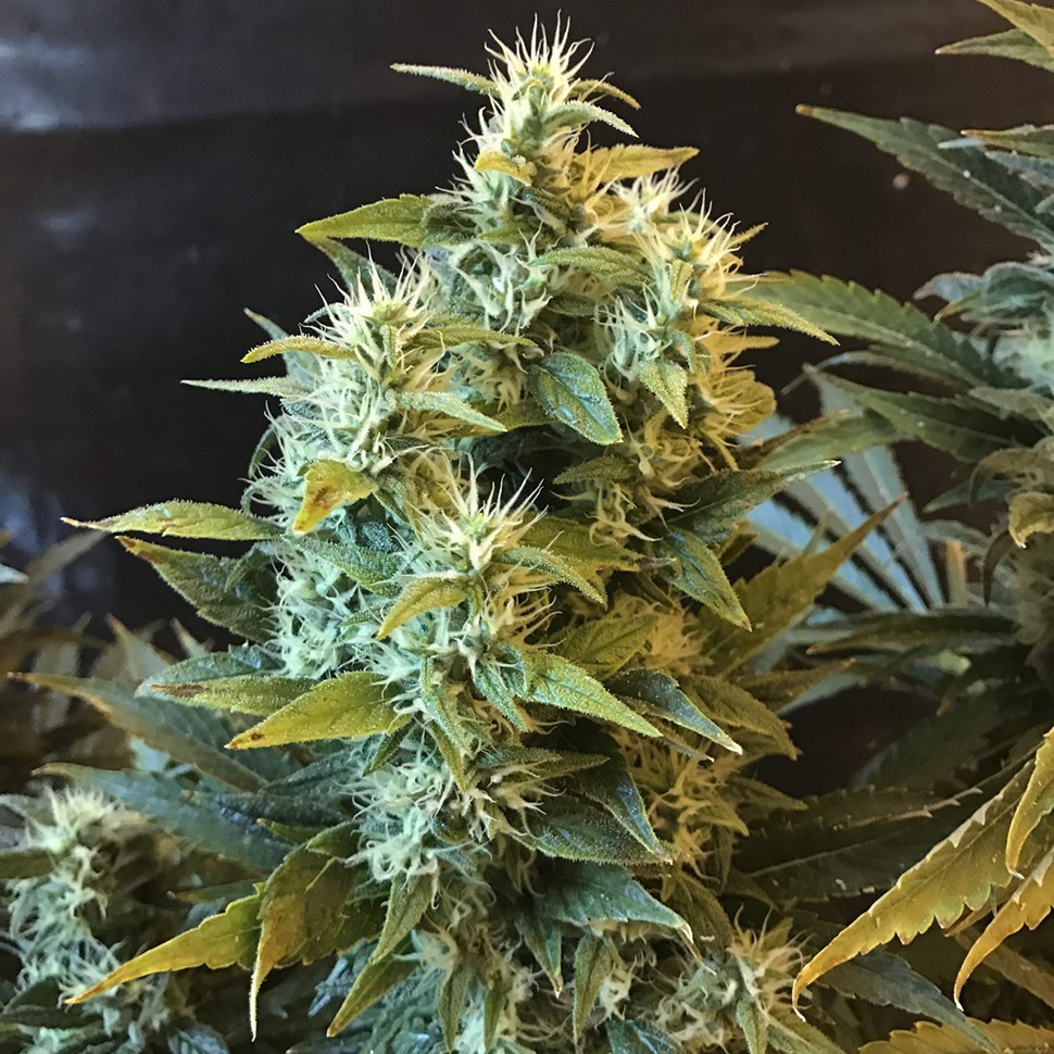 Семена каннабиса  Power Africa feminised Ganja Seeds