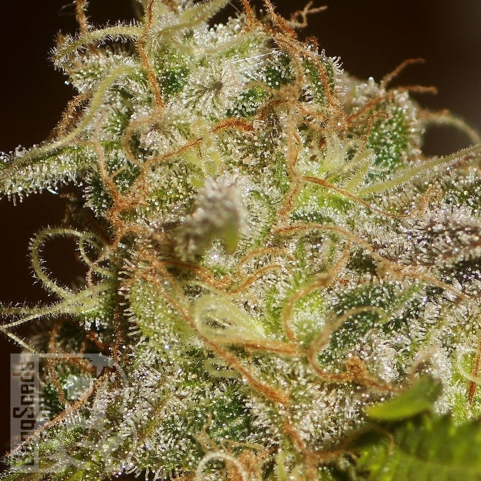 Семена каннабиса  Power Africa feminised Ganja Seeds Семена каннабиса  Power Africa feminised Ganja Seeds