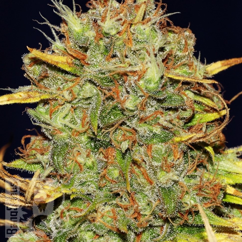 Семена каннабиса  Power Africa feminised Ganja Seeds Семена каннабиса  Power Africa feminised Ganja Seeds