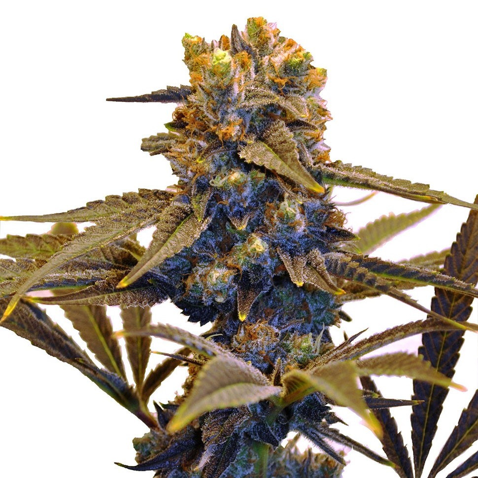 Семена марихуаны  Auto New York Diesel feminised Ganja Seeds