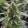 Семена  Auto Baiterek feminised Bang Seeds Семена  Auto Baiterek feminised Bang Seeds