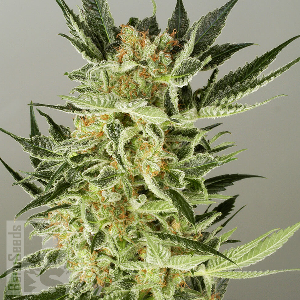 Семена  Auto Baiterek feminised Bang Seeds Семена  Auto Baiterek feminised Bang Seeds