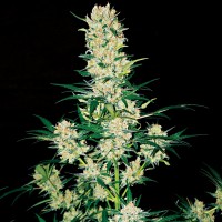 Khan Tengri feminised Bang Seeds