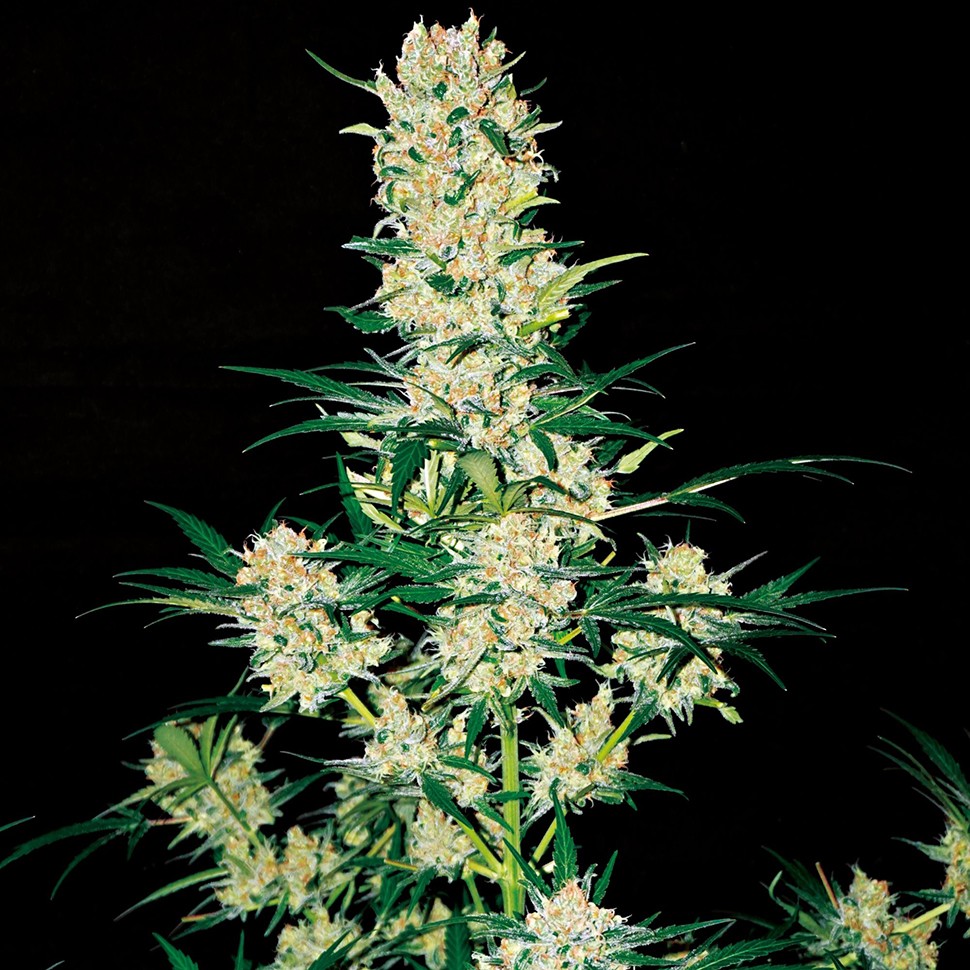 Семена  Khan Tengri feminised Bang Seeds