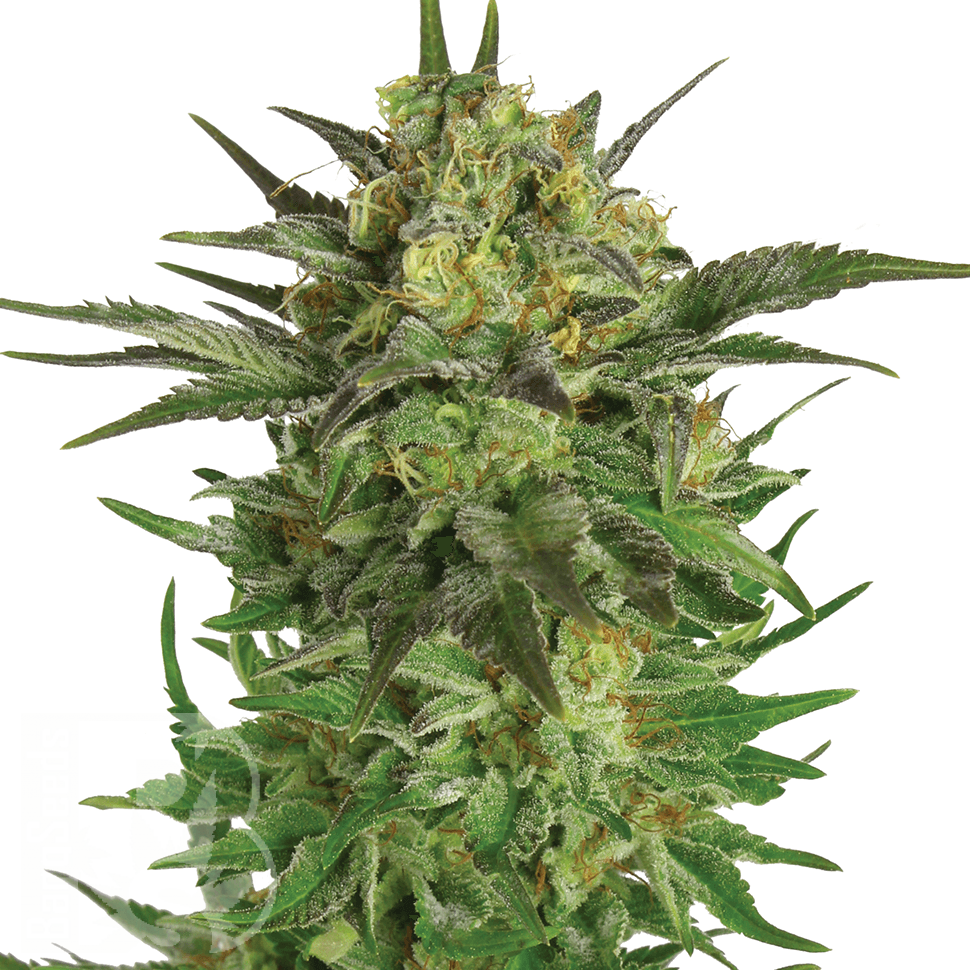 Семена  Khan Tengri feminised Bang Seeds
