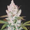 Семена  Khan Tengri feminised Bang Seeds