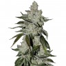 Семена  Khan Tengri feminised Bang Seeds