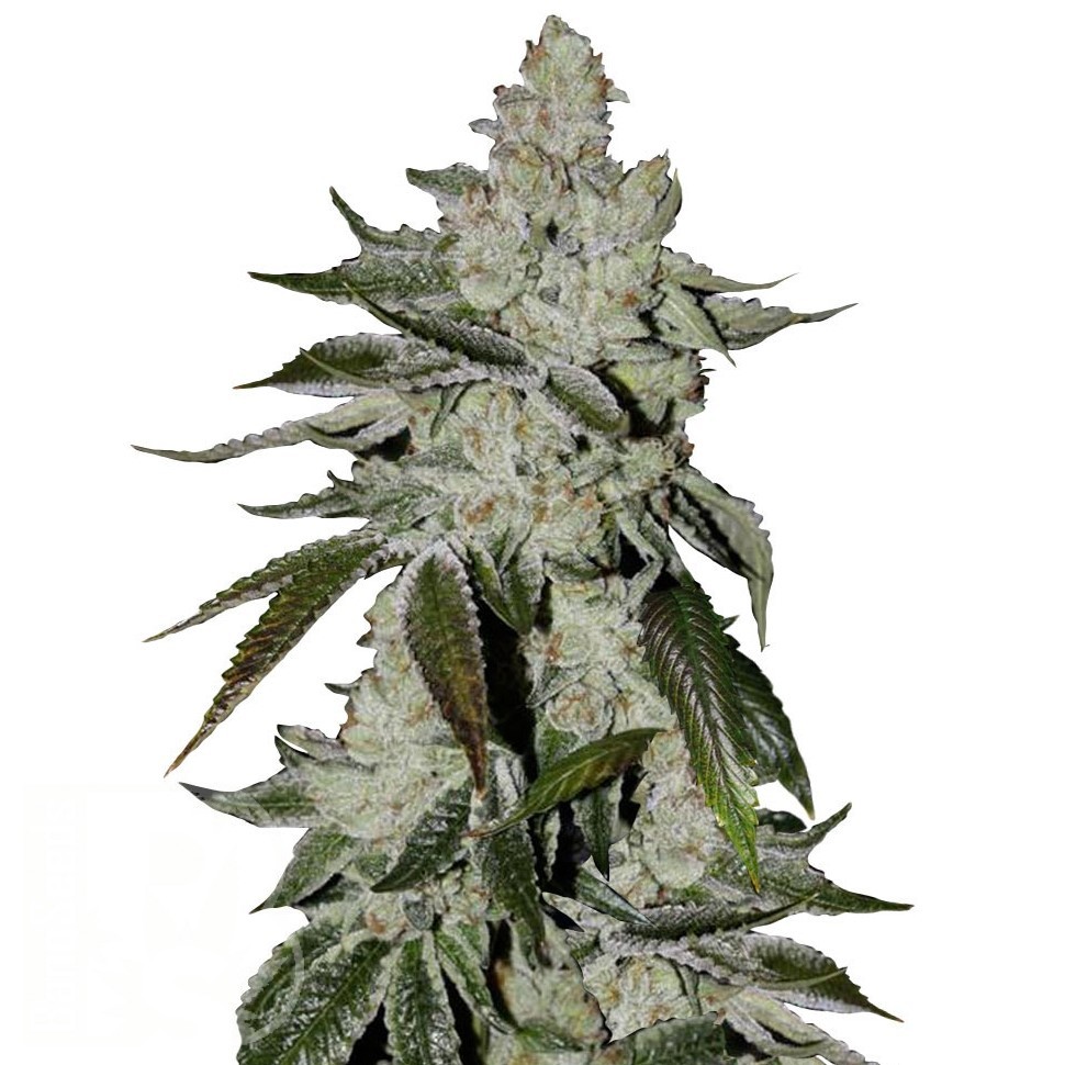 Семена  Khan Tengri feminised Bang Seeds