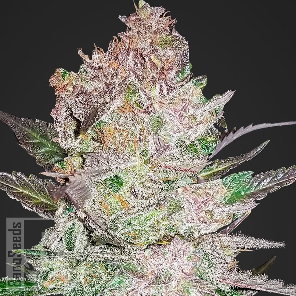 Семена  Khan Tengri feminised Bang Seeds