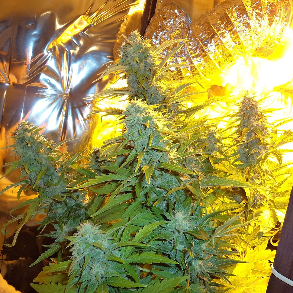 Семена марихуаны  Auto Easy Ryder feminised Ganja Seeds