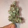купить семена конопли интернет магазин Auto Jack x White Widow feminised купить семена конопли интернет магазин Auto Jack x White Widow feminised