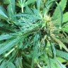купить семена конопли автоцвет Auto Jack x White Widow feminised купить семена конопли автоцвет Auto Jack x White Widow feminised