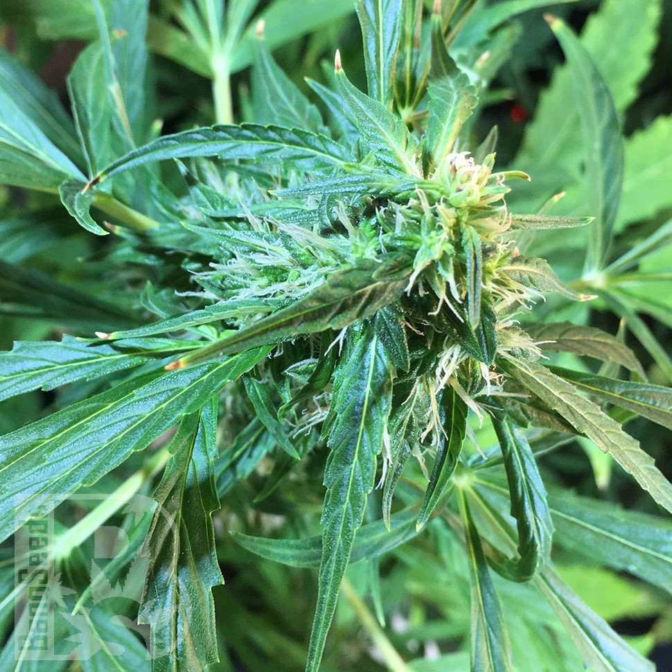 купить семена конопли автоцвет Auto Jack x White Widow feminised купить семена конопли автоцвет Auto Jack x White Widow feminised