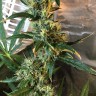 купить семена конопли в фирменной упаковке Auto Jack x White Widow feminised купить семена конопли в фирменной упаковке Auto Jack x White Widow feminised