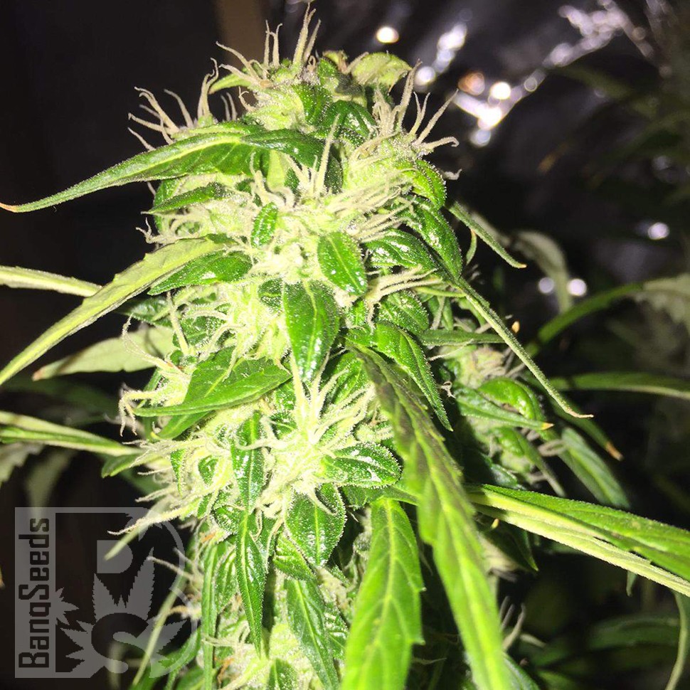 купить семена конопли с доставкой Auto Jack x White Widow feminised купить семена конопли с доставкой Auto Jack x White Widow feminised
