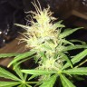 купить семена конопли гидропоники Auto Jack x White Widow feminised купить семена конопли гидропоники Auto Jack x White Widow feminised