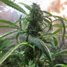 купить семена конопли дешево Auto Jack x White Widow feminised купить семена конопли дешево Auto Jack x White Widow feminised
