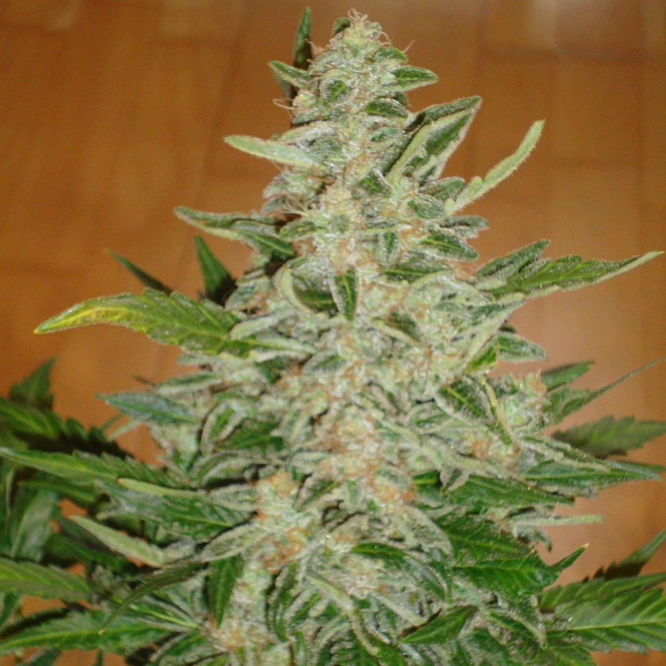Семена конопли  Auto Moby Dick regular Ganja Seeds