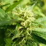 семена конопли в оригинальных упаковках наложенным платежом Exodus Cheese feminised семена конопли в оригинальных упаковках наложенным платежом Exodus Cheese feminised