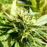 Exodus Cheese feminised Ganja Seeds