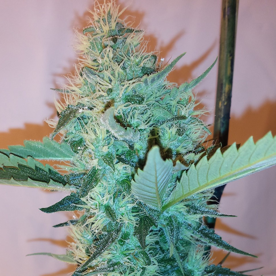Семена  Hashberry feminised Ganja Seeds