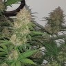 Семена марихуаны  Auto Balkhash feminised Bang Seeds Семена марихуаны  Auto Balkhash feminised Bang Seeds