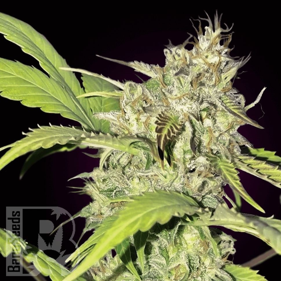 Семена марихуаны  Auto Balkhash feminised Bang Seeds Семена марихуаны  Auto Balkhash feminised Bang Seeds