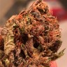 Auto Bruce Banner feminised Ganja Seeds Auto Bruce Banner feminised Ganja Seeds