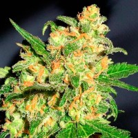 Bruce Banner feminised Ganja Seeds