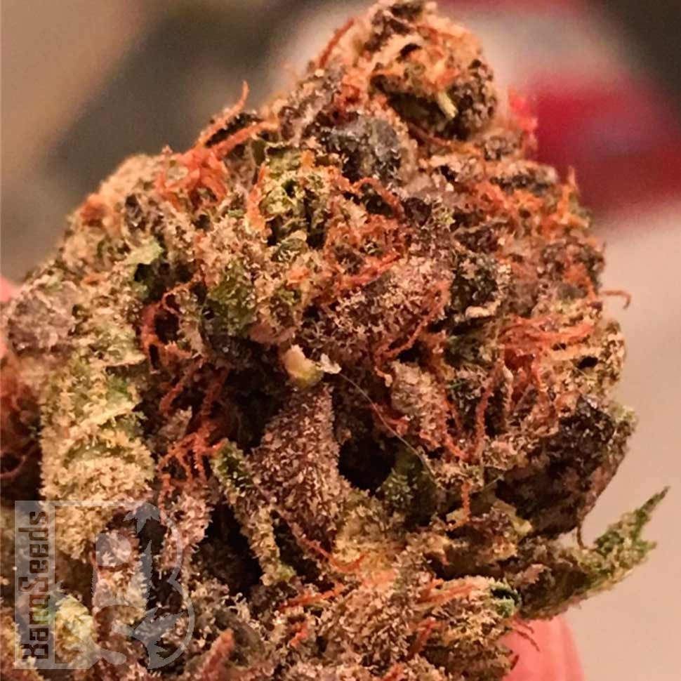 Семена конопли  Bruce Banner feminised Ganja Seeds Семена конопли  Bruce Banner feminised Ganja Seeds