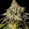 Семена конопли  Bruce Banner feminised Ganja Seeds Семена конопли  Bruce Banner feminised Ganja Seeds