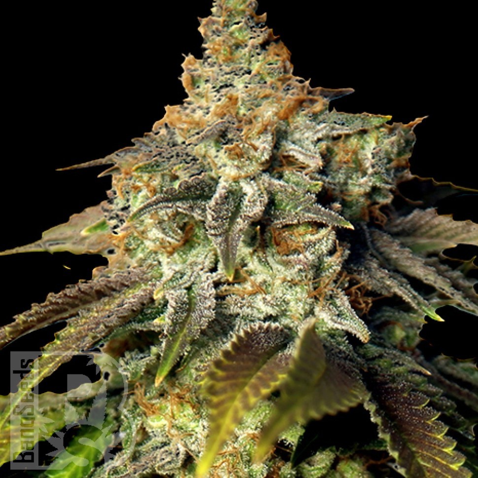 Семена конопли  Bruce Banner feminised Ganja Seeds Семена конопли  Bruce Banner feminised Ganja Seeds
