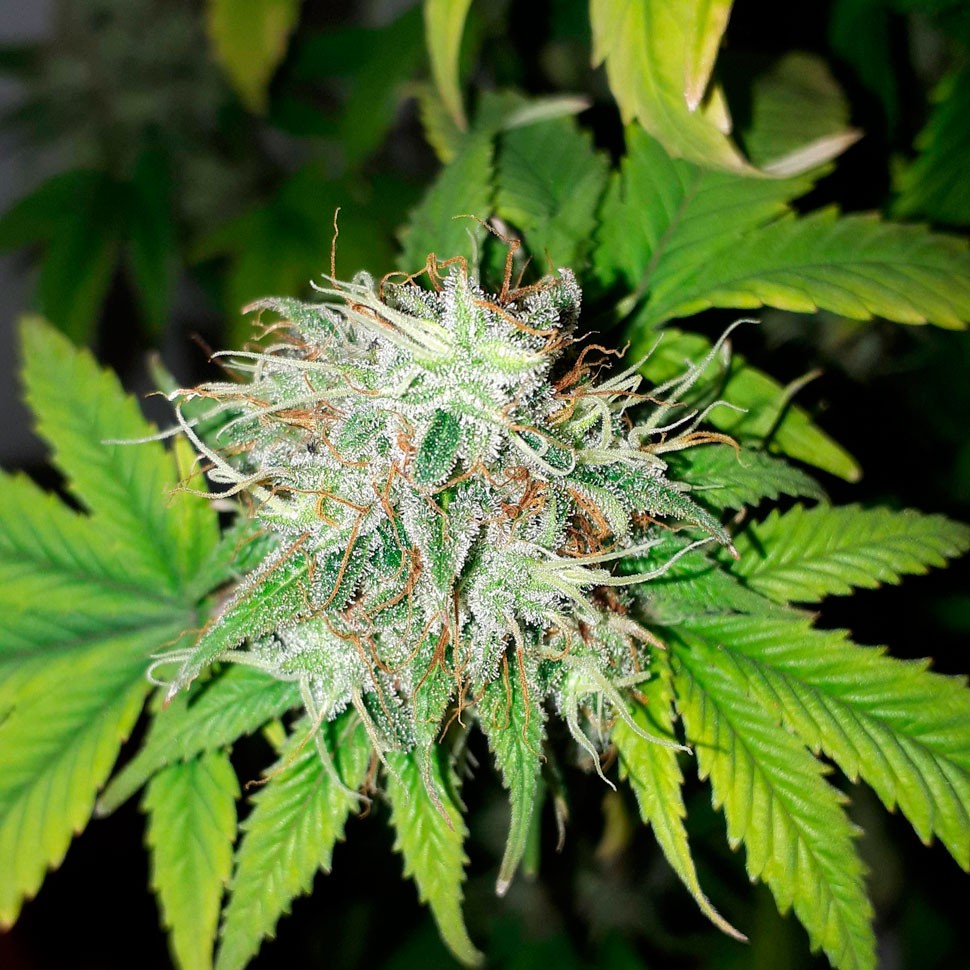 купить семена конопли White Russian feminised купить семена конопли White Russian feminised