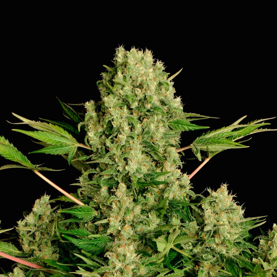 Семена ганжа  White Russian feminised Ganja Seeds