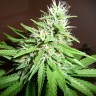 купить мощные семена конопли Hawai feminised купить мощные семена конопли Hawai feminised