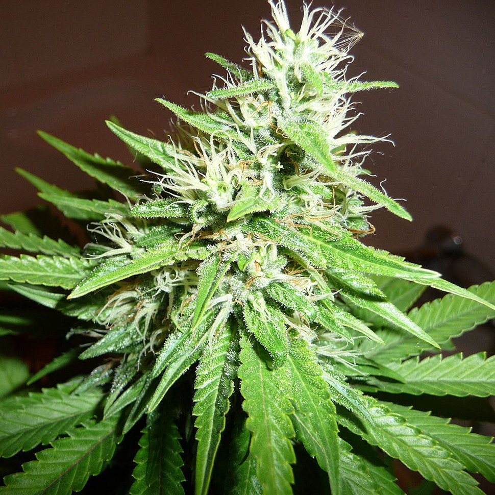 Семена конопли  Hawai feminised Ganja Seeds
